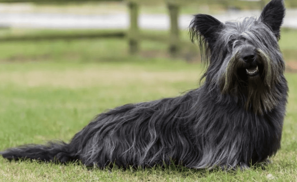image-of-Skye-Terrier